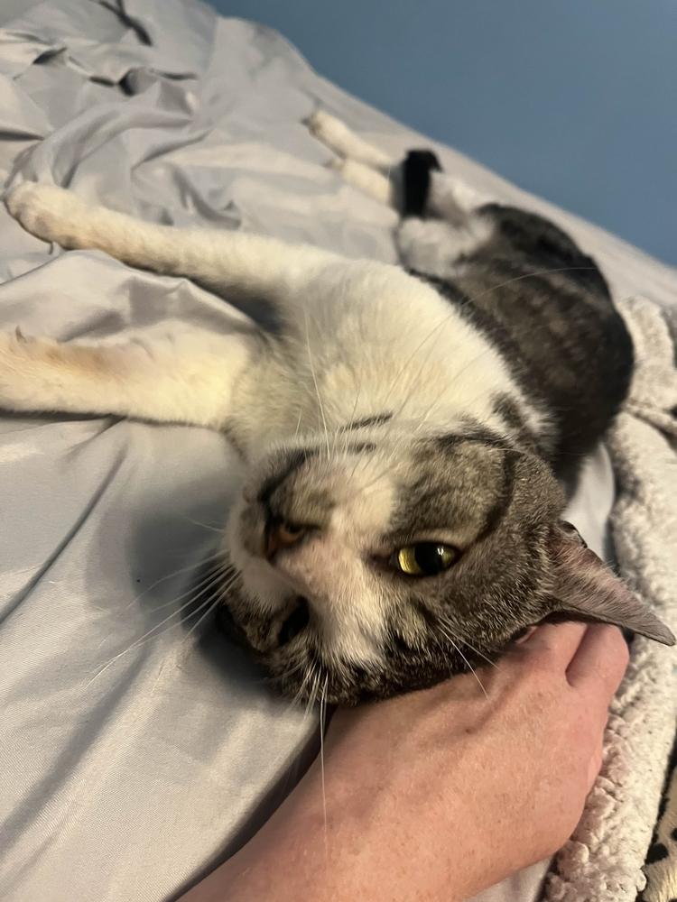 Scran, a Adoptable Domestic Short Hair in Albany, NY image 4/6