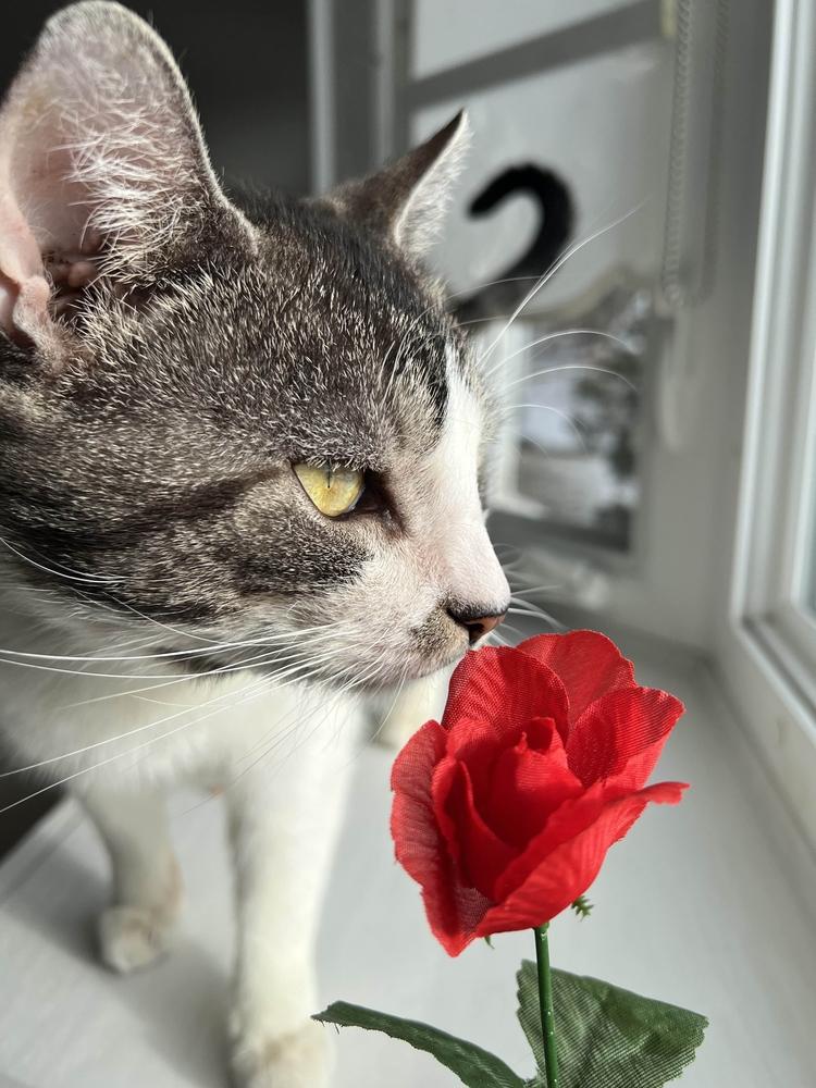 Enlarge Scran, a Adoptable Domestic Short Hair in Cohoes, NY image 5/6