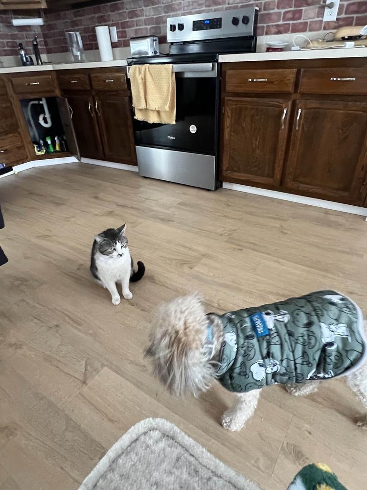 Enlarge Scran, a Adoptable Domestic Short Hair in Cohoes, NY image 2/6