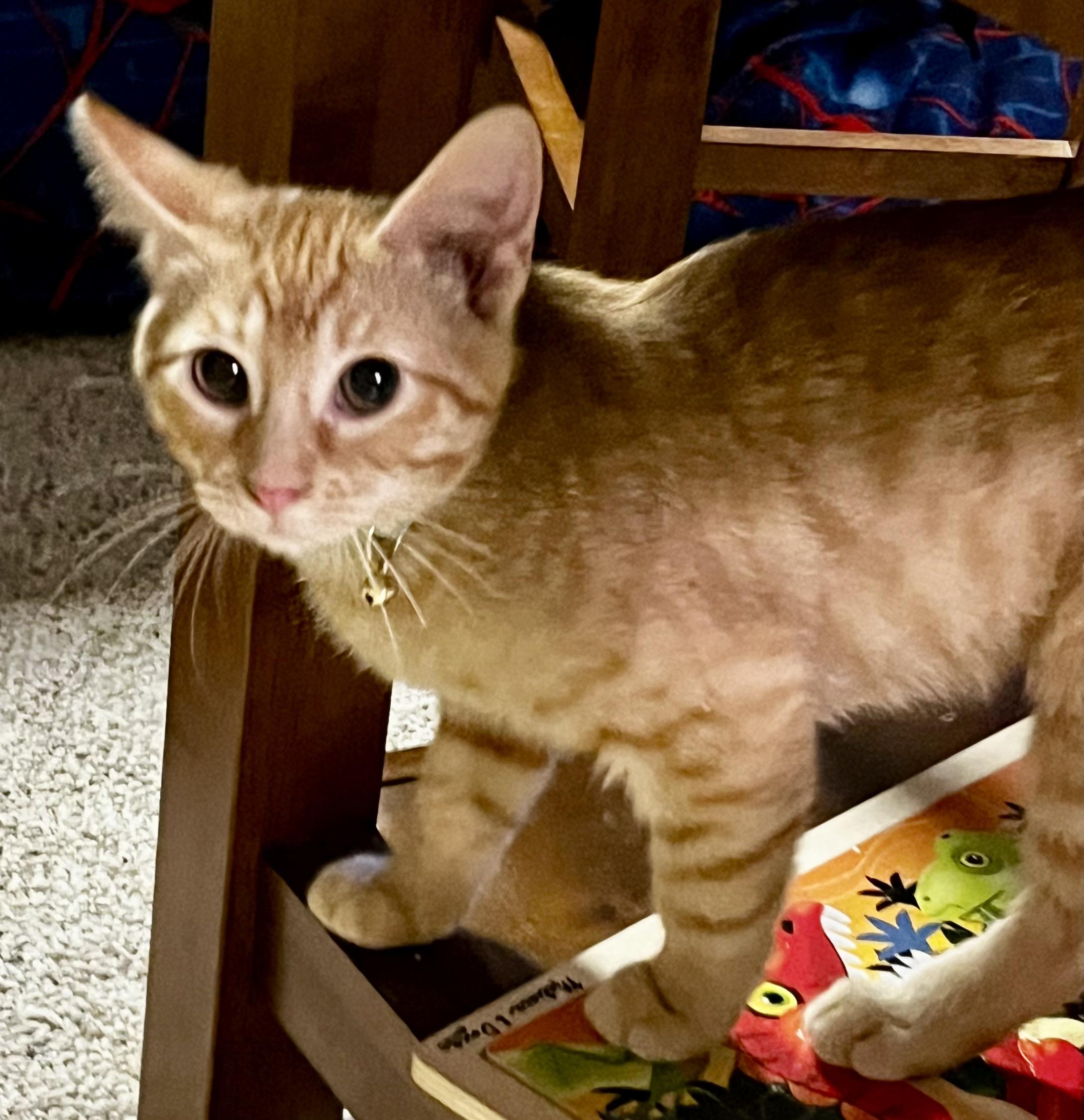 Archie, Adoptable, Kitten Male Domestic Short Hair.
