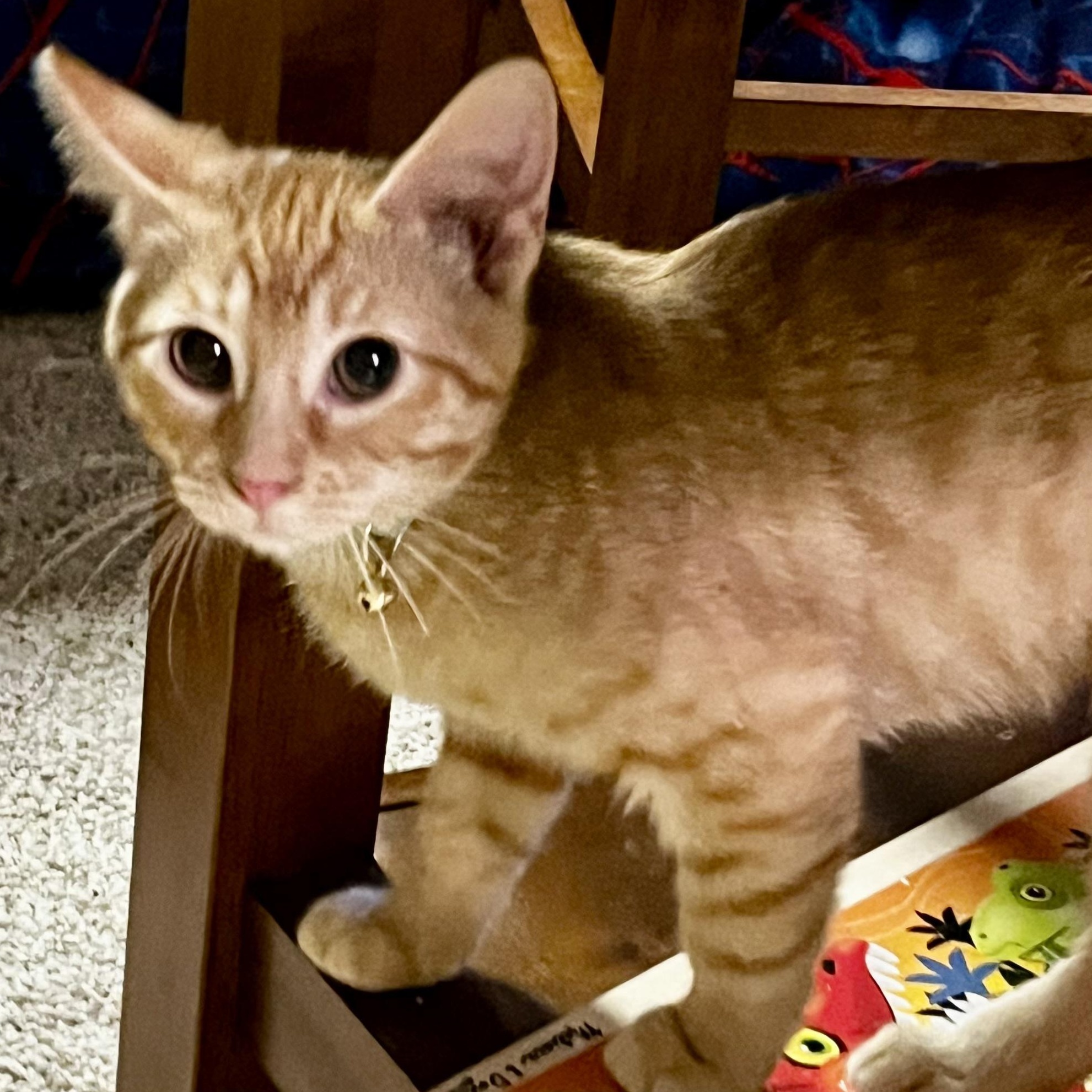 Enlarge Archie, a Adoptable Domestic Short Hair in Faribault, MN image 1/1