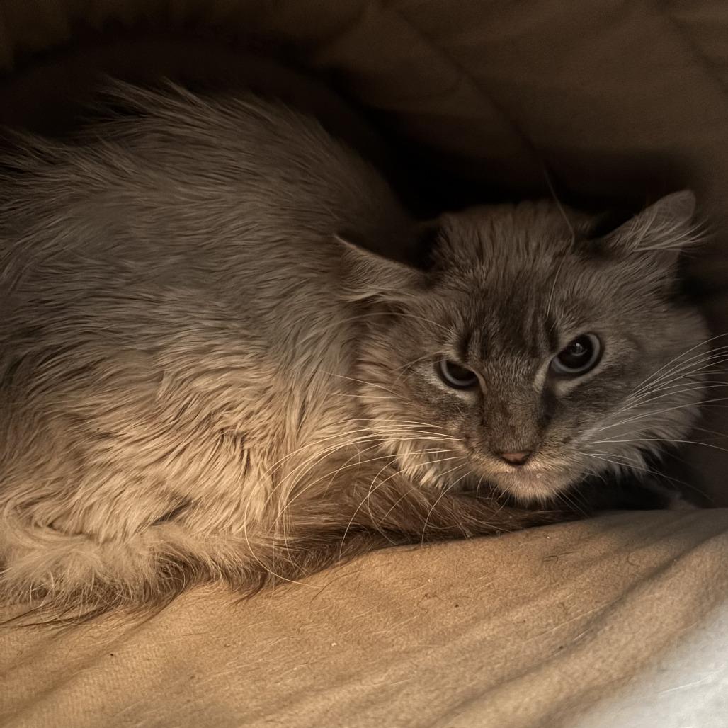 Atlas, Adoptable, Adult Male Ragdoll.