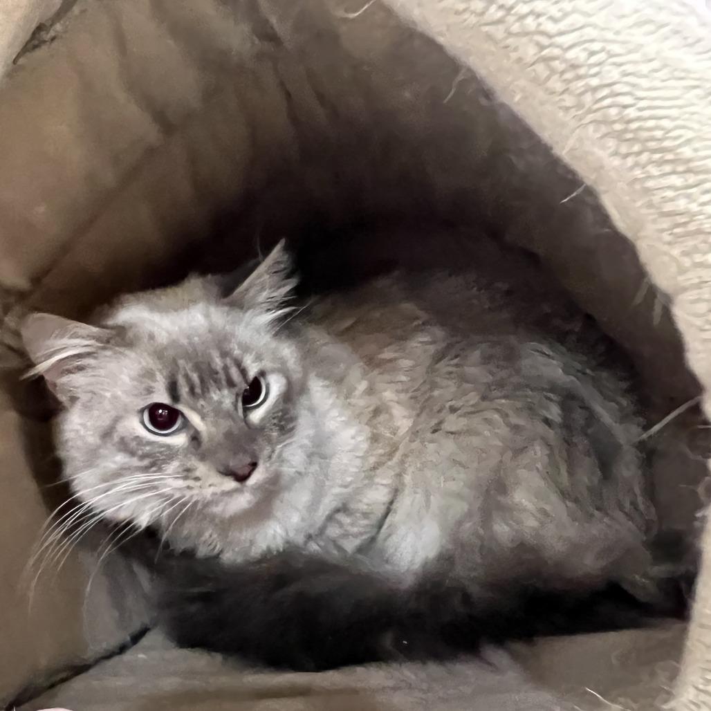 Enlarge Atlas, a Adoptable mixed breed in Wadena, MN image 2/4