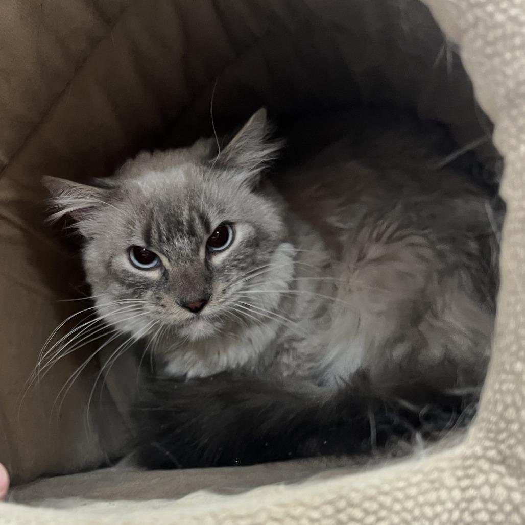 Enlarge Atlas, a Adoptable mixed breed in Wadena, MN image 3/4