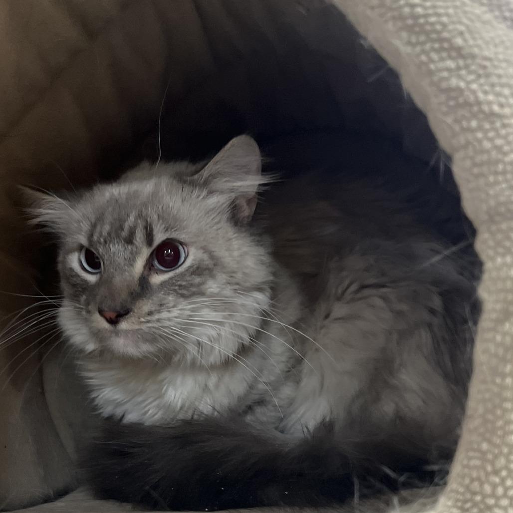 Enlarge Atlas, a Adoptable mixed breed in Wadena, MN image 4/4