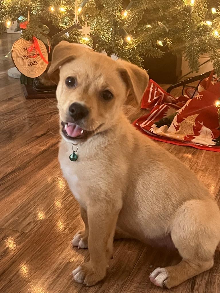 Jovie, Adopted, Puppy Female Labrador Retriever & Terrier.