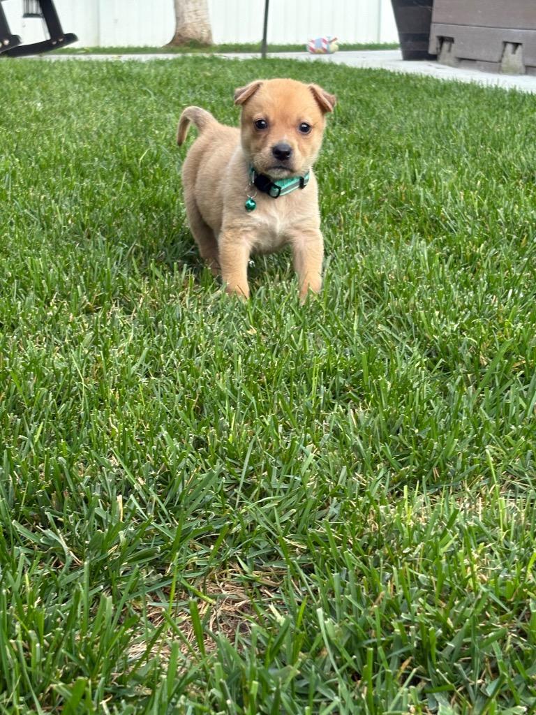 Enlarge Jovie, a Adopted mixed breed in Manhattan Beach, CA image 2/4