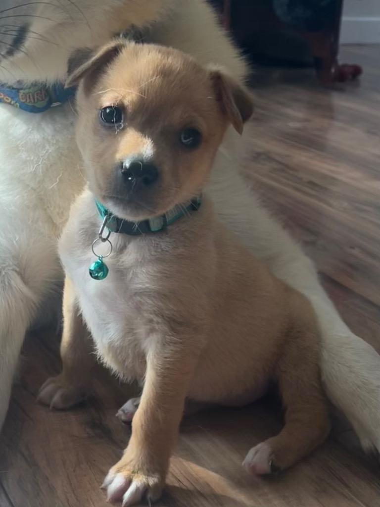 Enlarge Jovie, a Adopted mixed breed in Manhattan Beach, CA image 3/4