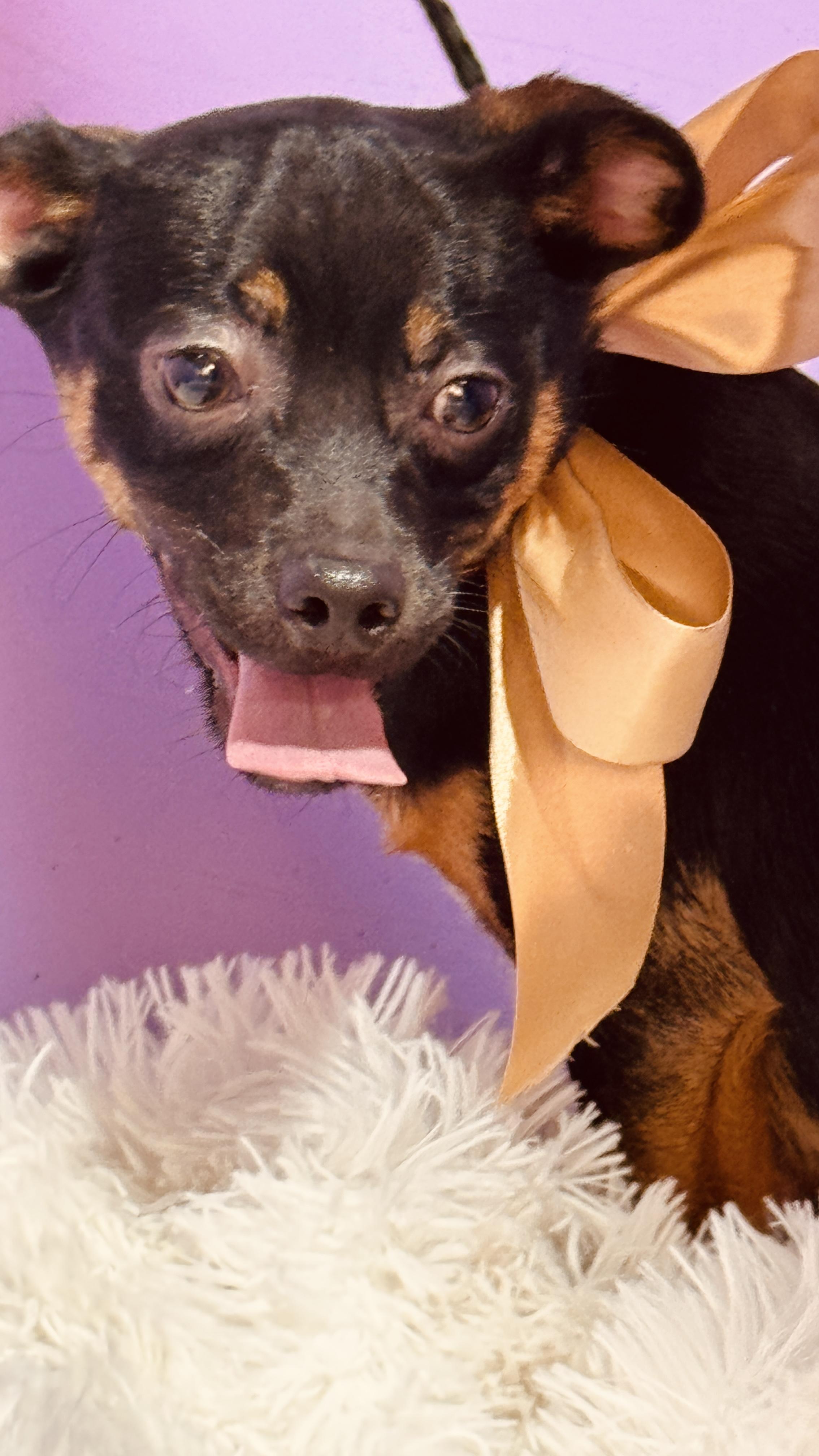 Enlarge Cafe, a ADOPTABLE mixed breed in Nahunta, GA image 4/6