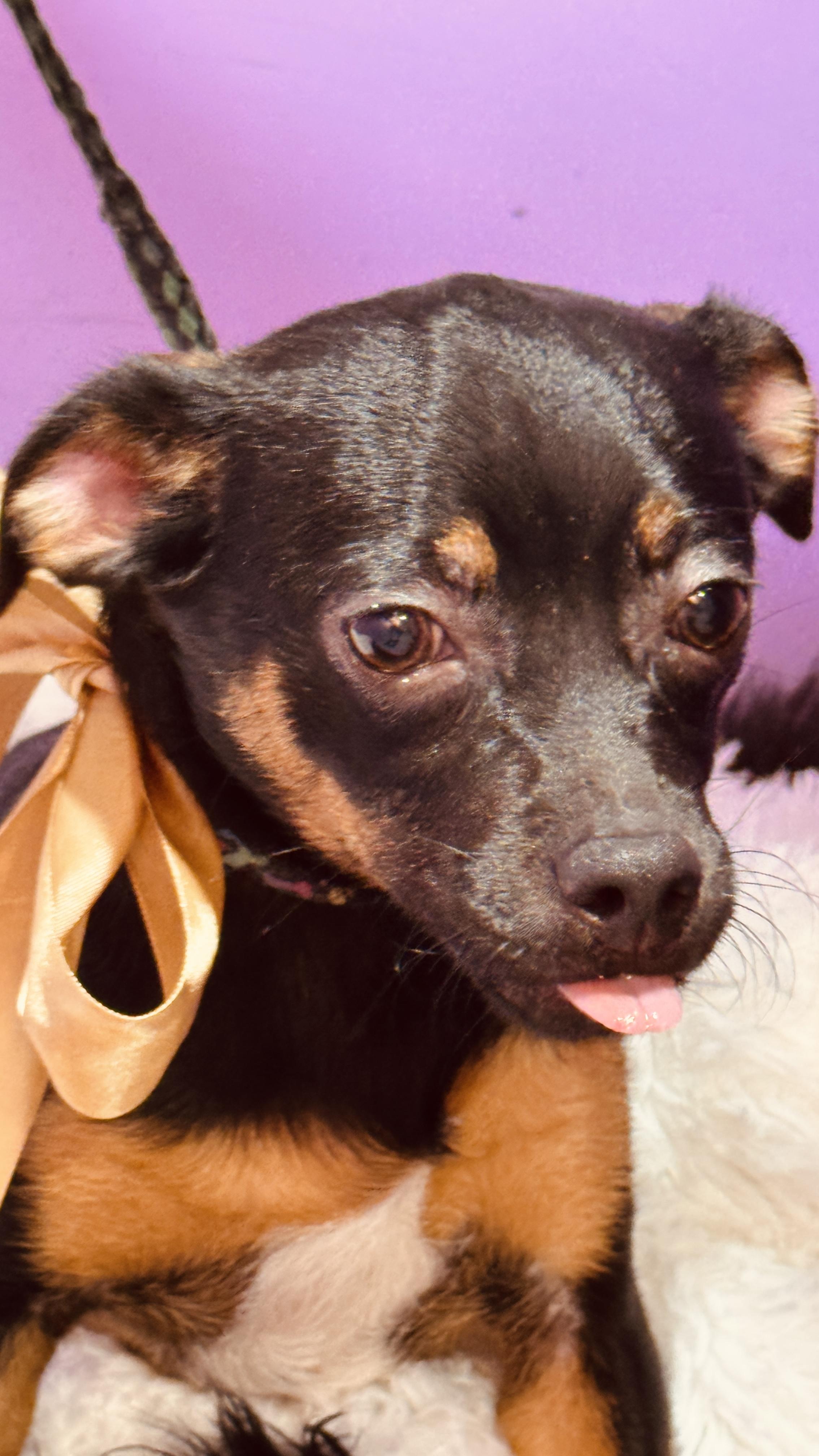 Enlarge Cafe, a ADOPTABLE mixed breed in Nahunta, GA image 5/6