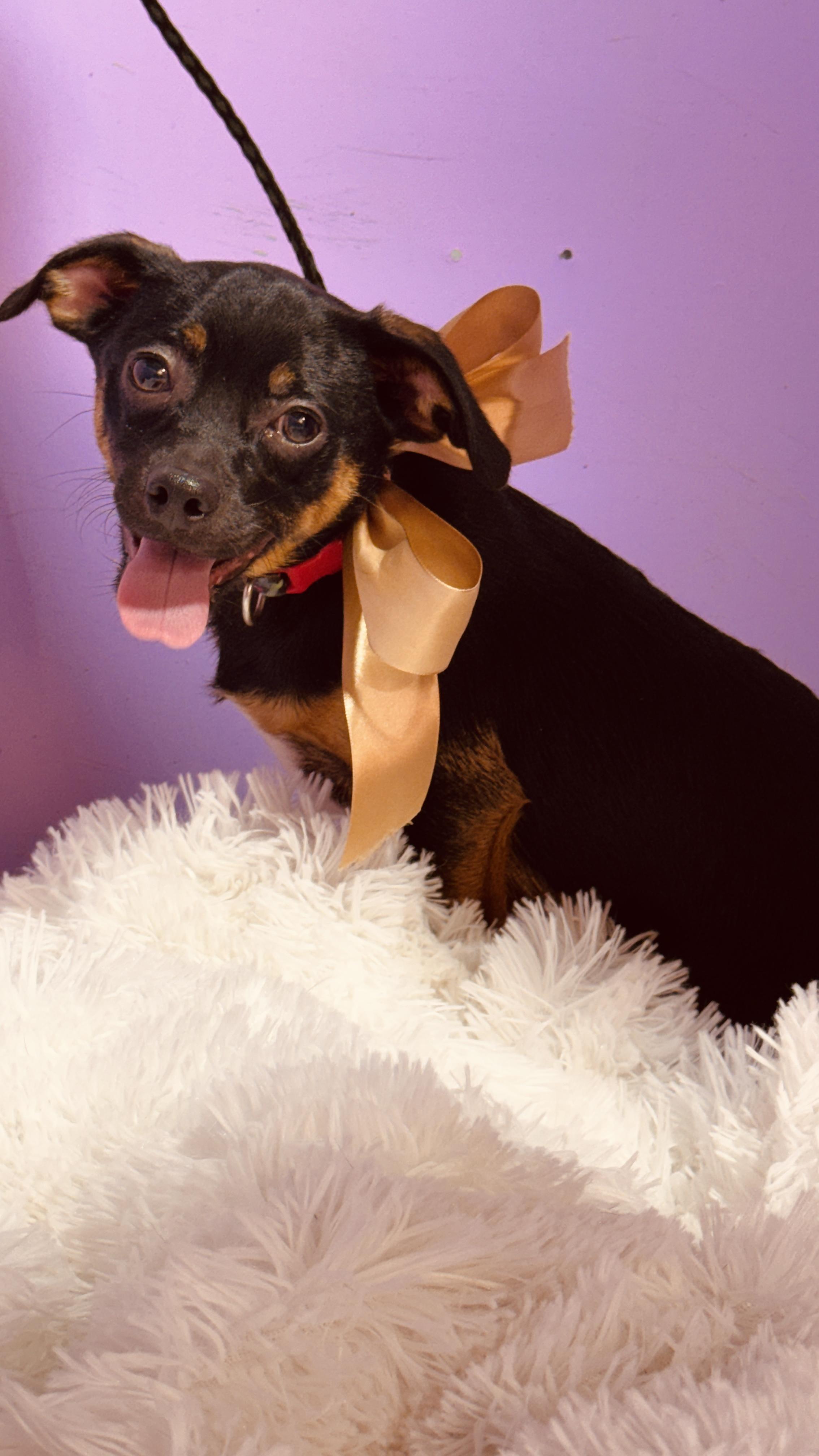 Enlarge Cafe, a ADOPTABLE mixed breed in Nahunta, GA image 3/6