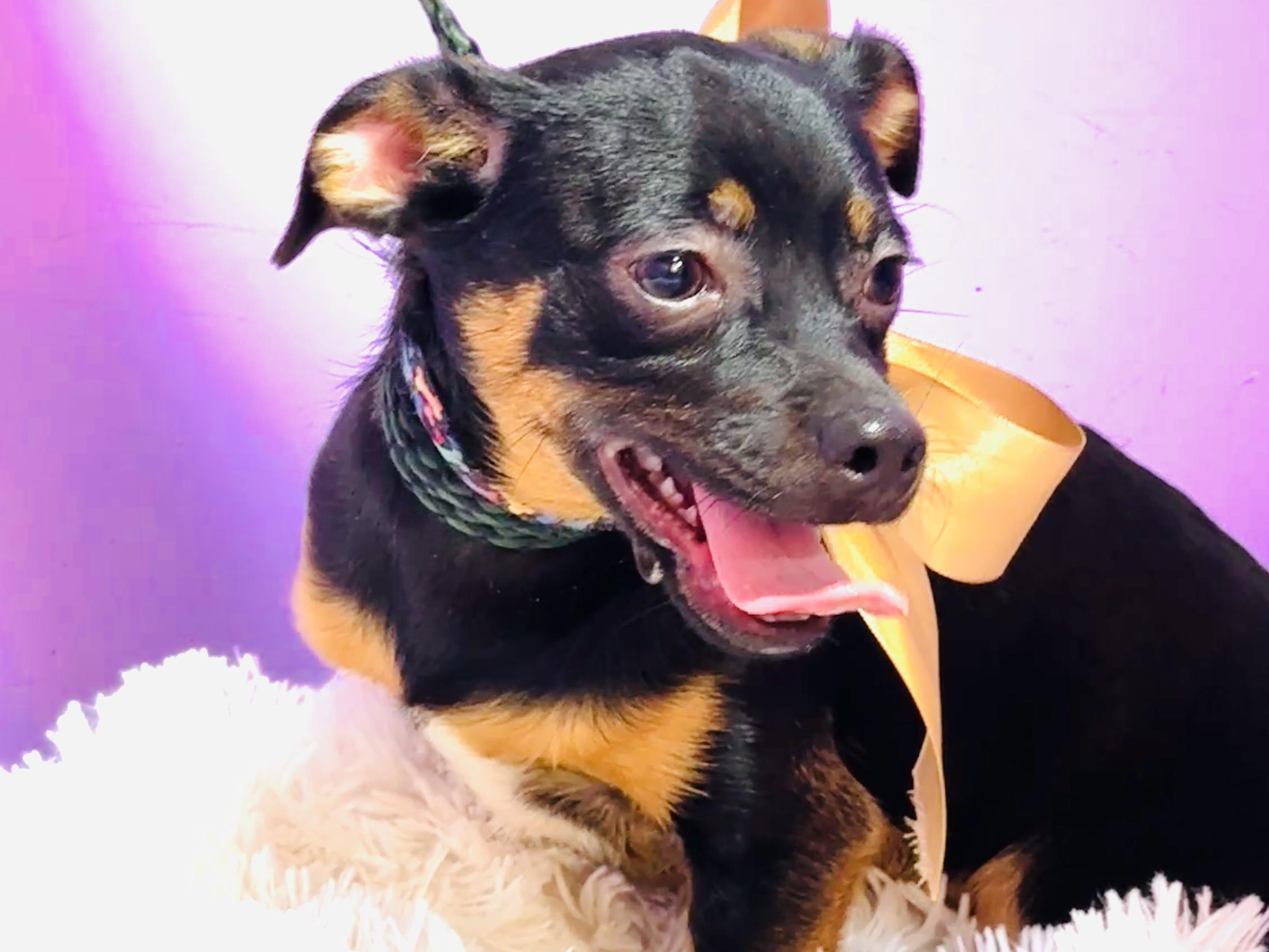 Enlarge Cafe, a ADOPTABLE mixed breed in Nahunta, GA image 2/6