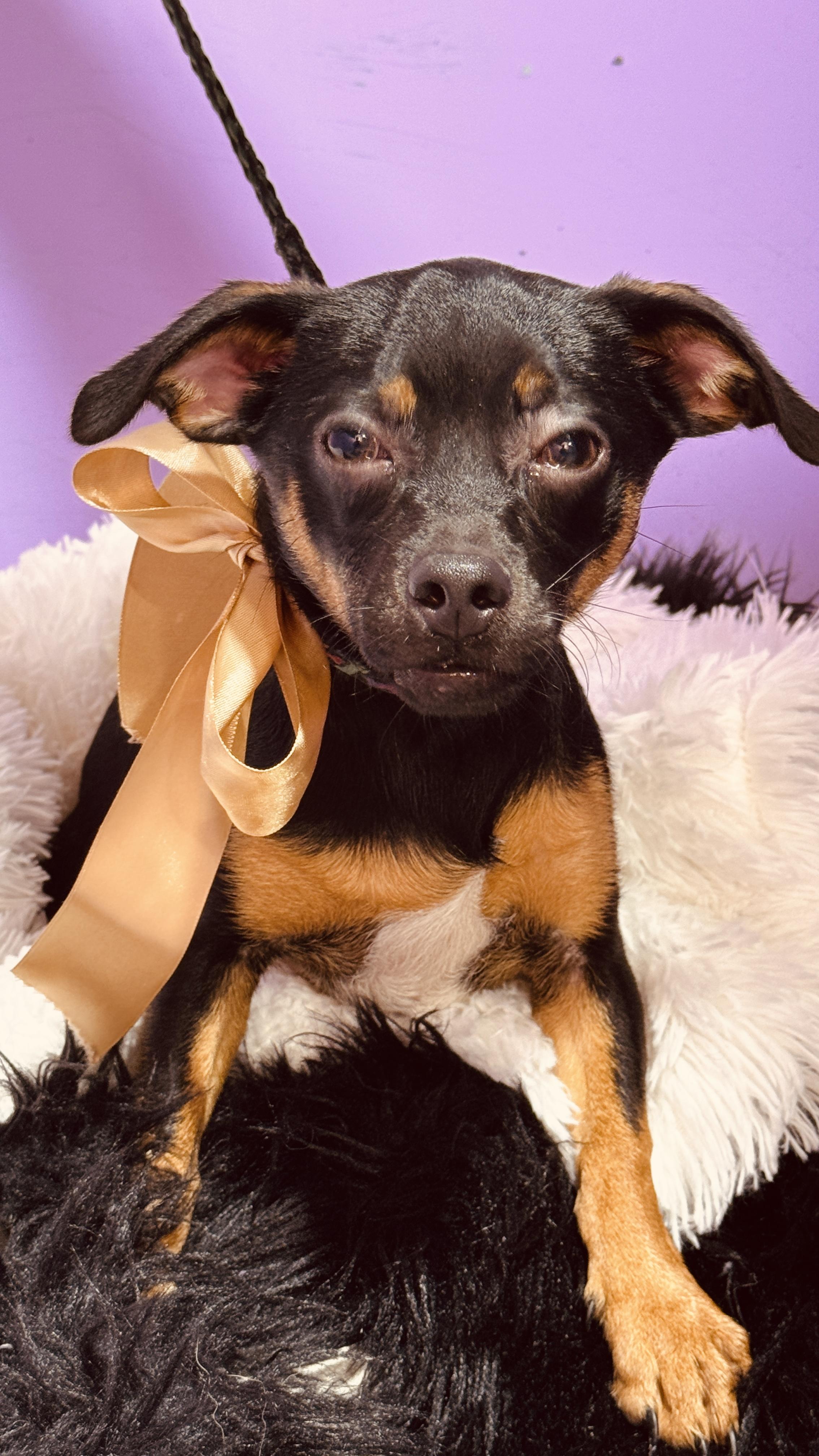 Enlarge Cafe, a ADOPTABLE mixed breed in Nahunta, GA image 1/6