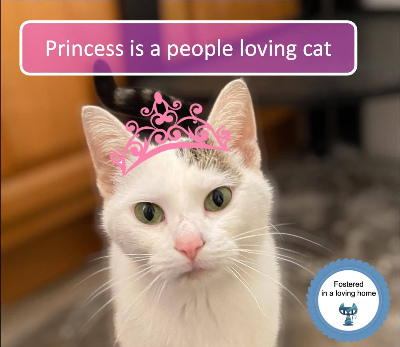 Princess, ADOPTABLE, Young Female Domestic Short Hair.