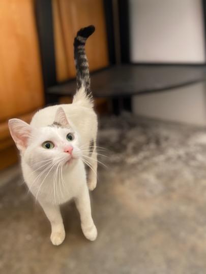 Enlarge Princess, a ADOPTABLE Domestic Short Hair in Cincinnati, OH image 2/4