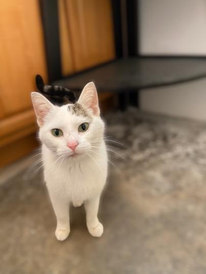 Enlarge Princess, a ADOPTABLE Domestic Short Hair in Cincinnati, OH image 3/4