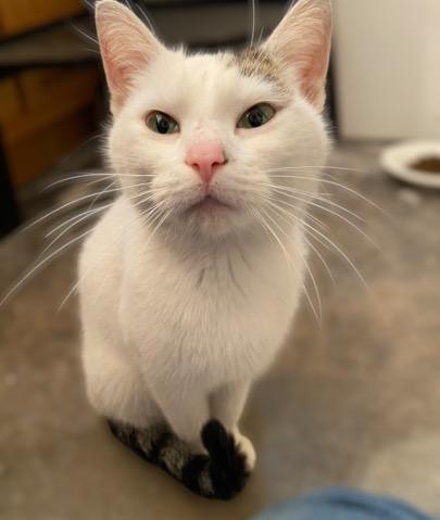 Enlarge Princess, a ADOPTABLE Domestic Short Hair in Cincinnati, OH image 4/4