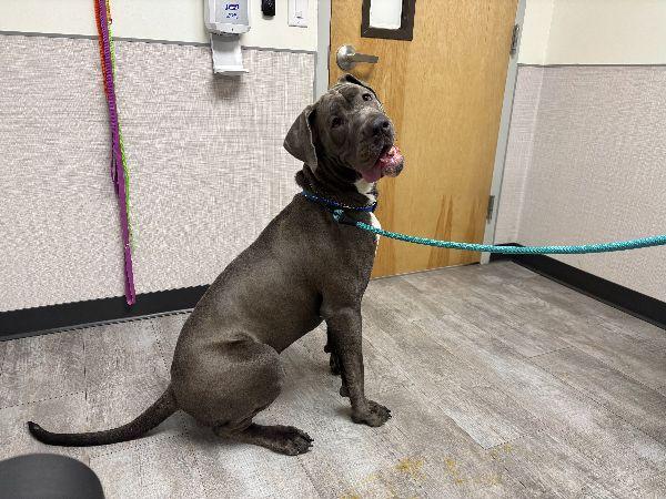 Papas, ADOPTABLE, Young Male Great Dane.