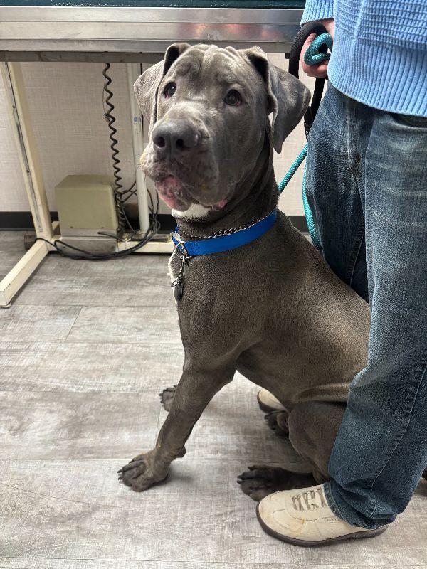 Enlarge Papas, a ADOPTABLE Great Dane in Pine Beach, NJ image 2/2