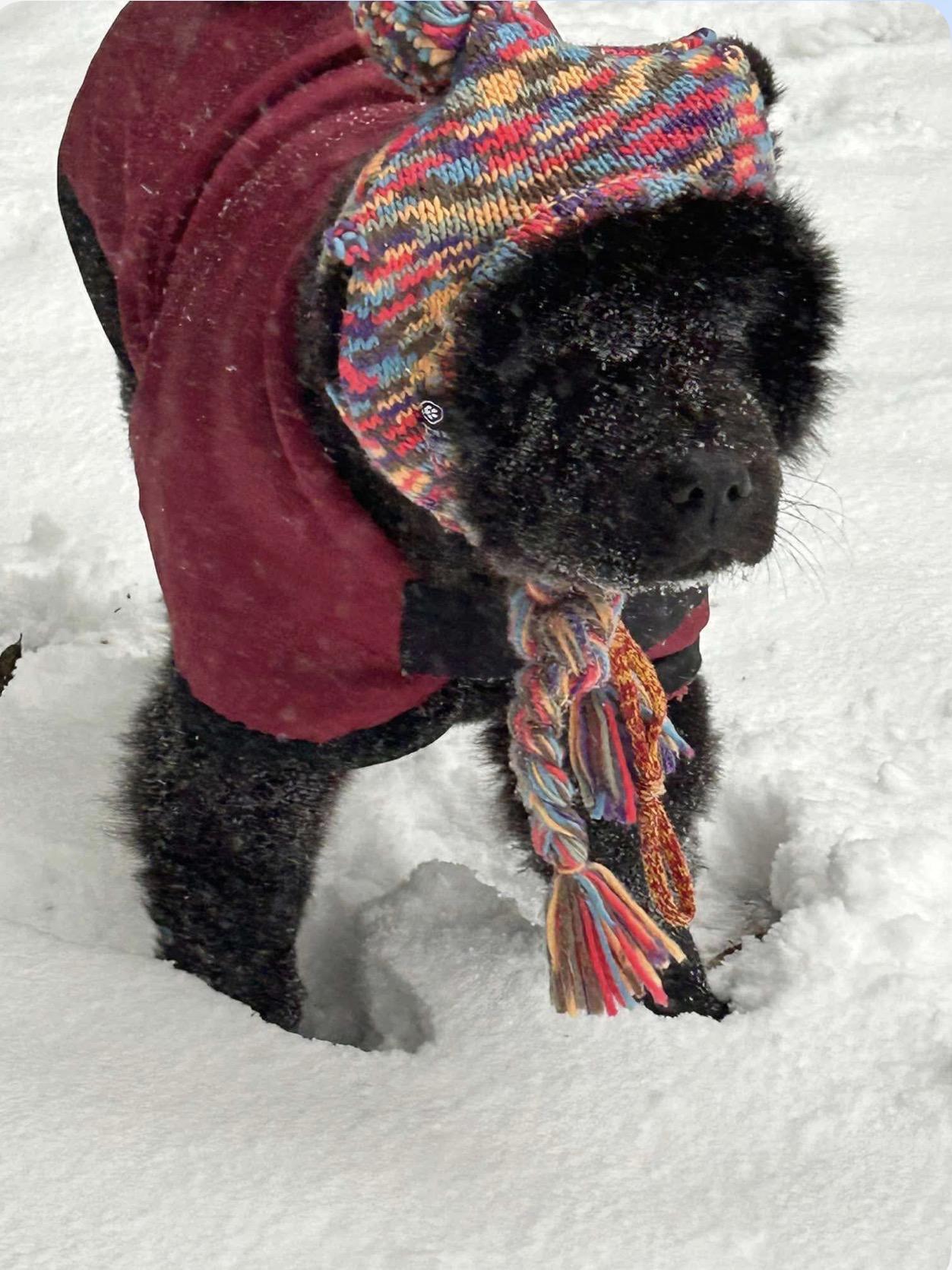 Enlarge KONA , a ADOPTABLE Chow Chow in Morehead City , NC image 4/6