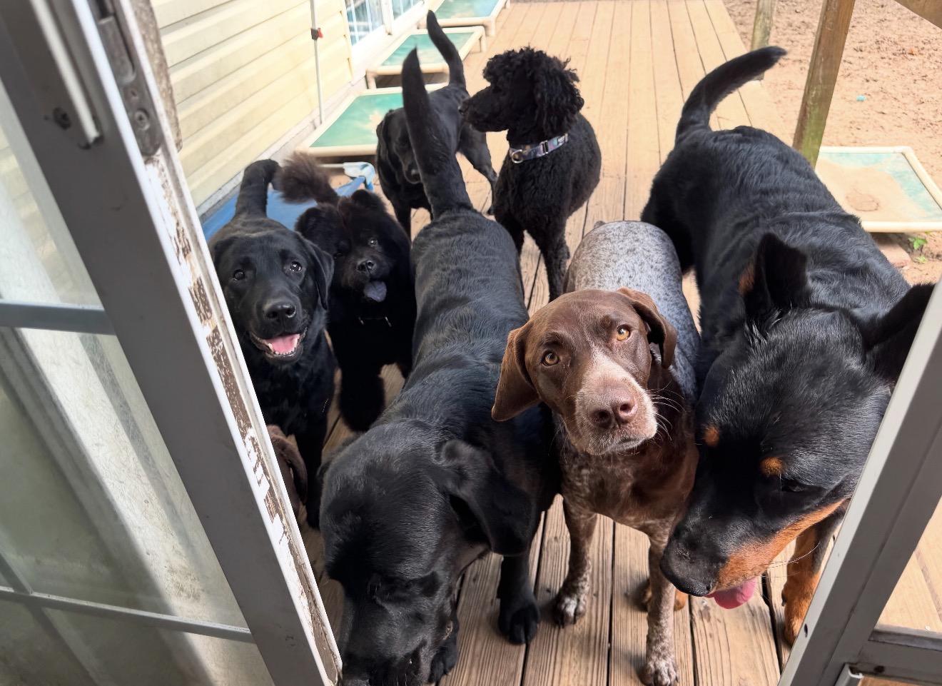 Enlarge KONA , a ADOPTABLE Chow Chow in Morehead City , NC image 2/6