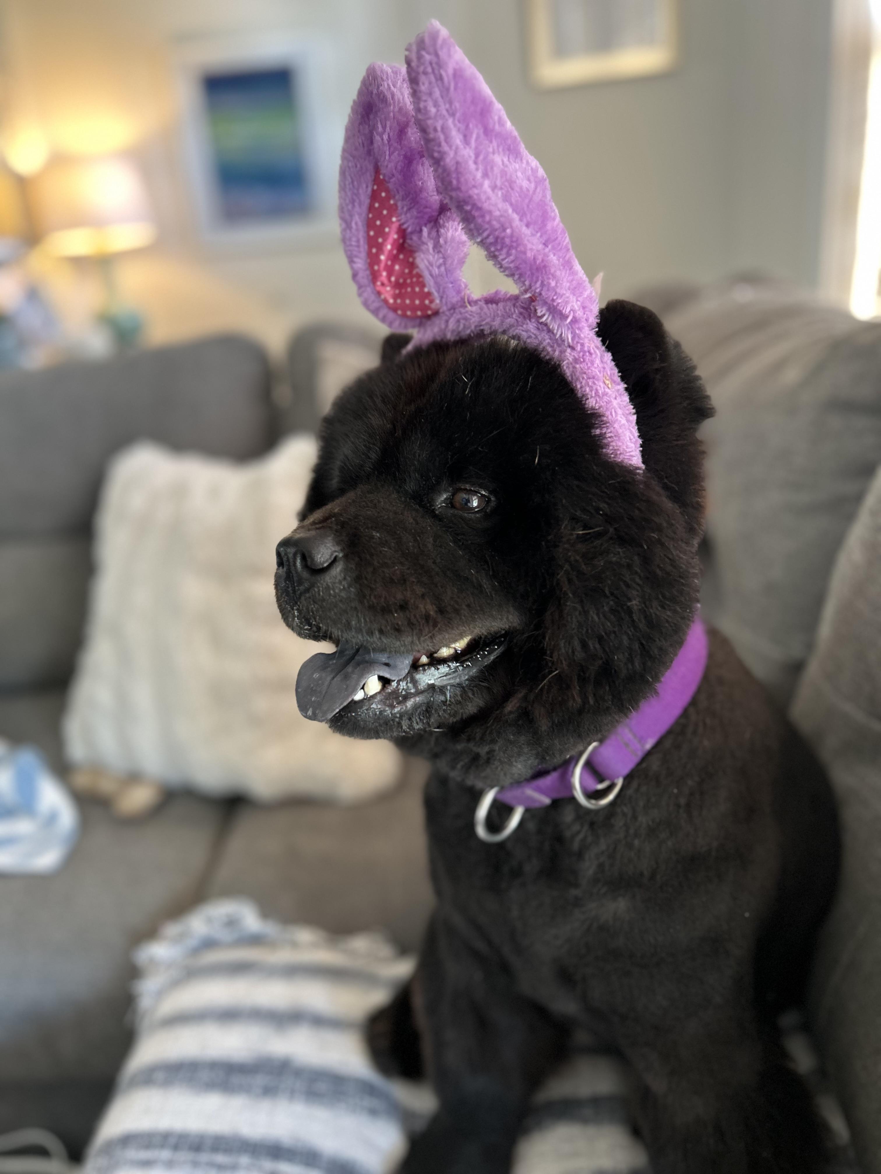 Enlarge KONA , a ADOPTABLE Chow Chow in Morehead City , NC image 6/6