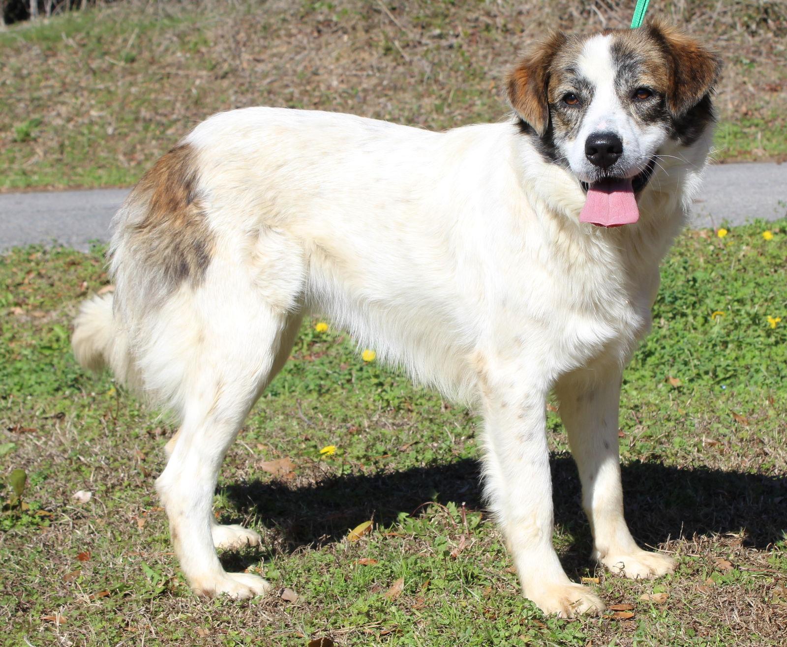 Luna 43102, Adoptable, Adult Female Shepherd & Great Pyrenees.