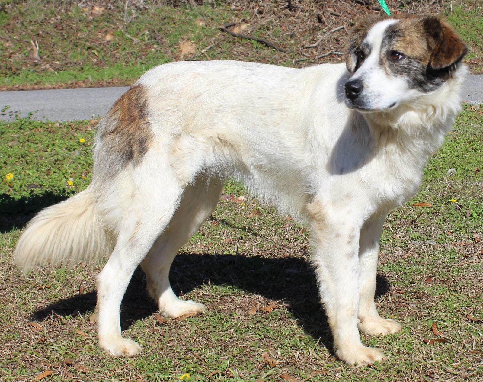 Enlarge Luna 43102, a Adoptable mixed breed in Prattville, AL image 2/3