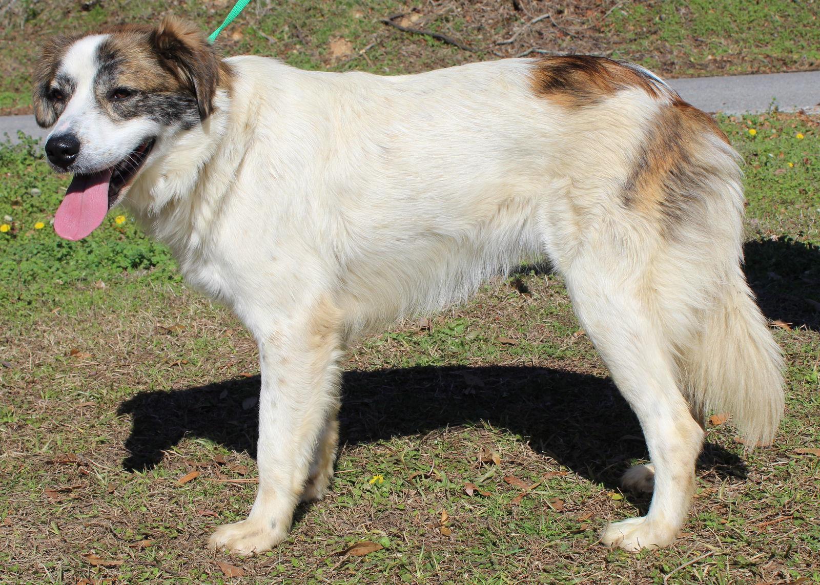 Enlarge Luna 43102, a Adoptable mixed breed in Prattville, AL image 3/3