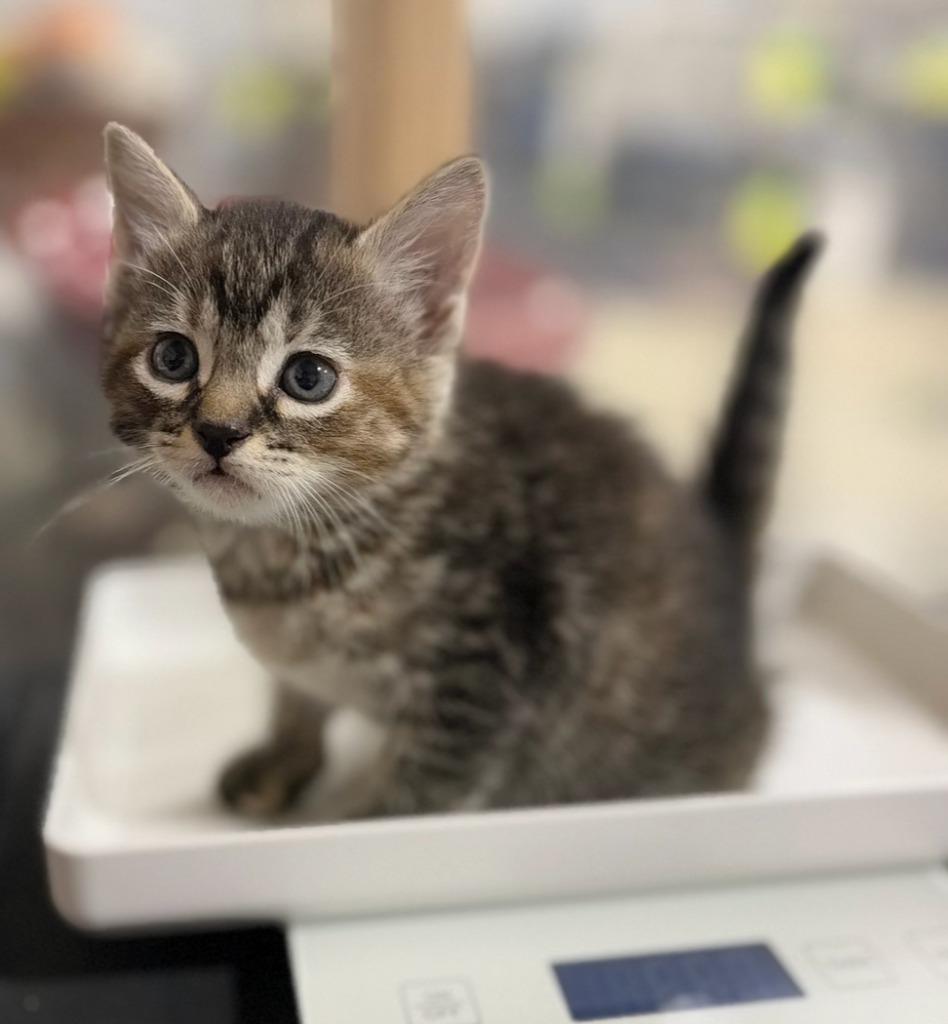 Tagalong, Adoptable, Kitten Female Domestic Short Hair.
