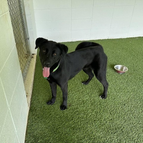 Miley, an adoptable Black Labrador Retriever in Shorter, AL, 36075 | Photo Image 3