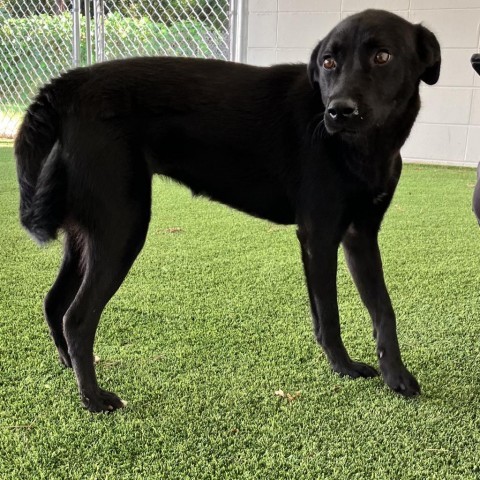 Miley, an adoptable Black Labrador Retriever in Shorter, AL, 36075 | Photo Image 4