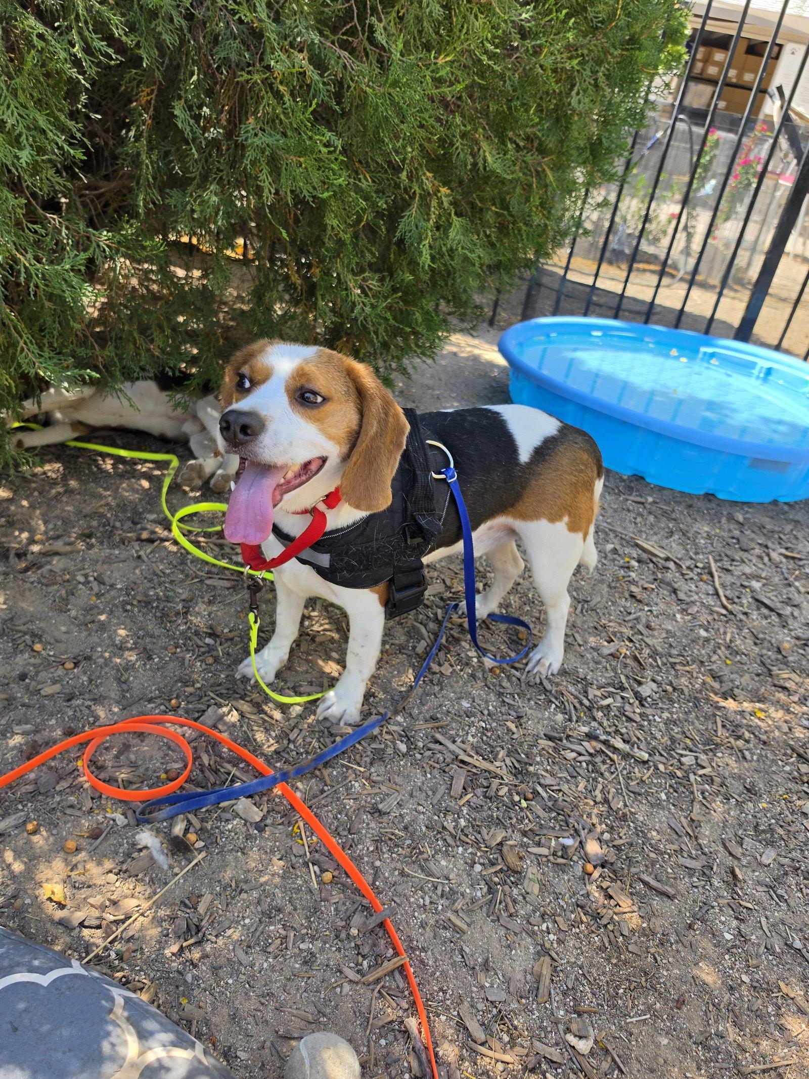 Enlarge Benji, a Adoptable Beagle in Las Vegas, NV image 1/3