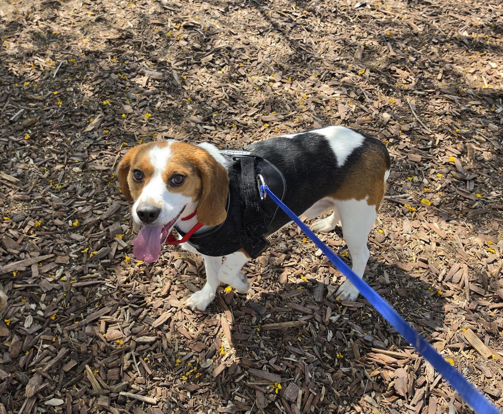 Enlarge Benji, a Adoptable Beagle in Las Vegas, NV image 2/3