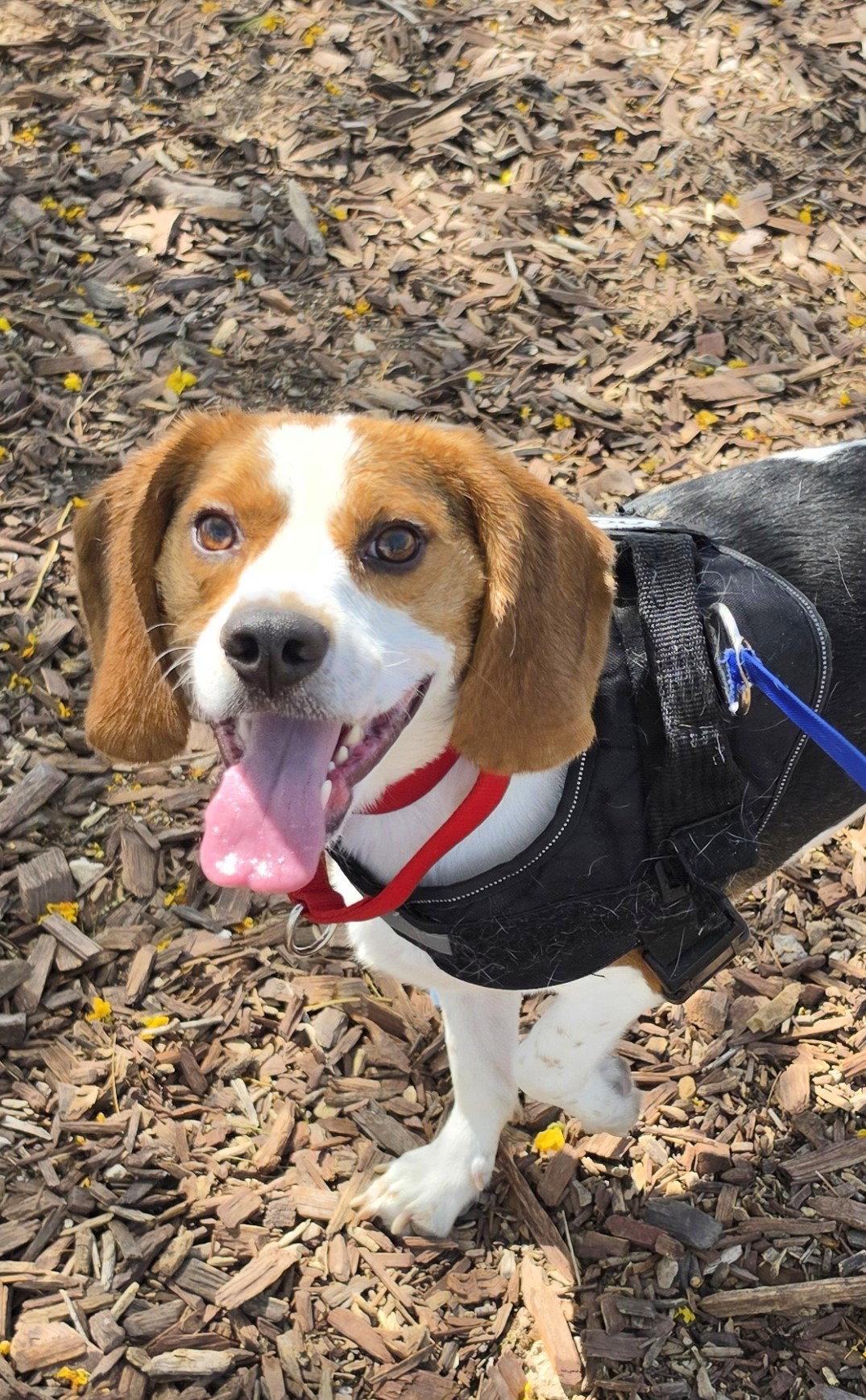 Enlarge Benji, a Adoptable Beagle in Las Vegas, NV image 3/3