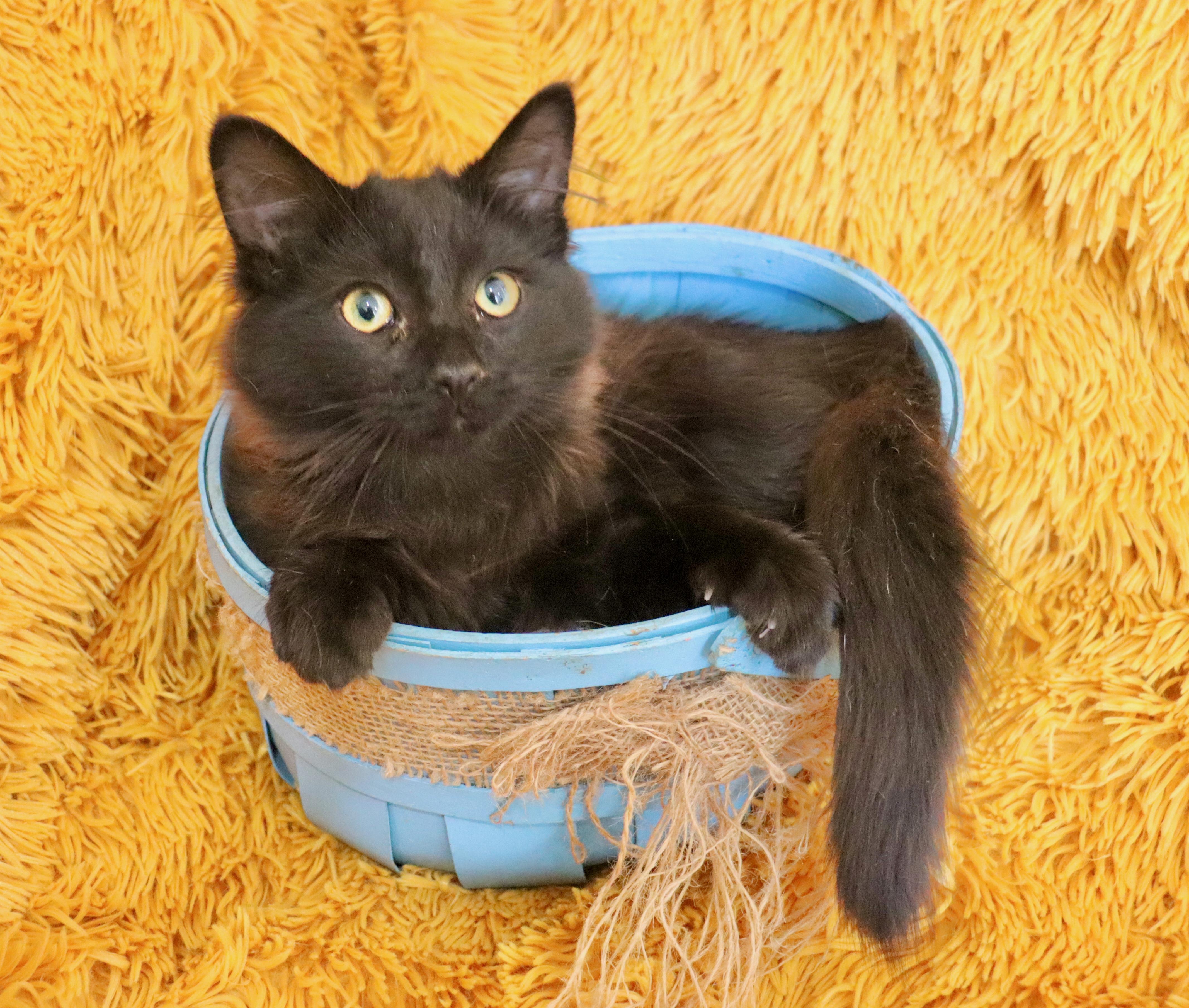 Willie, adopted, Kitten Male Maine Coon.