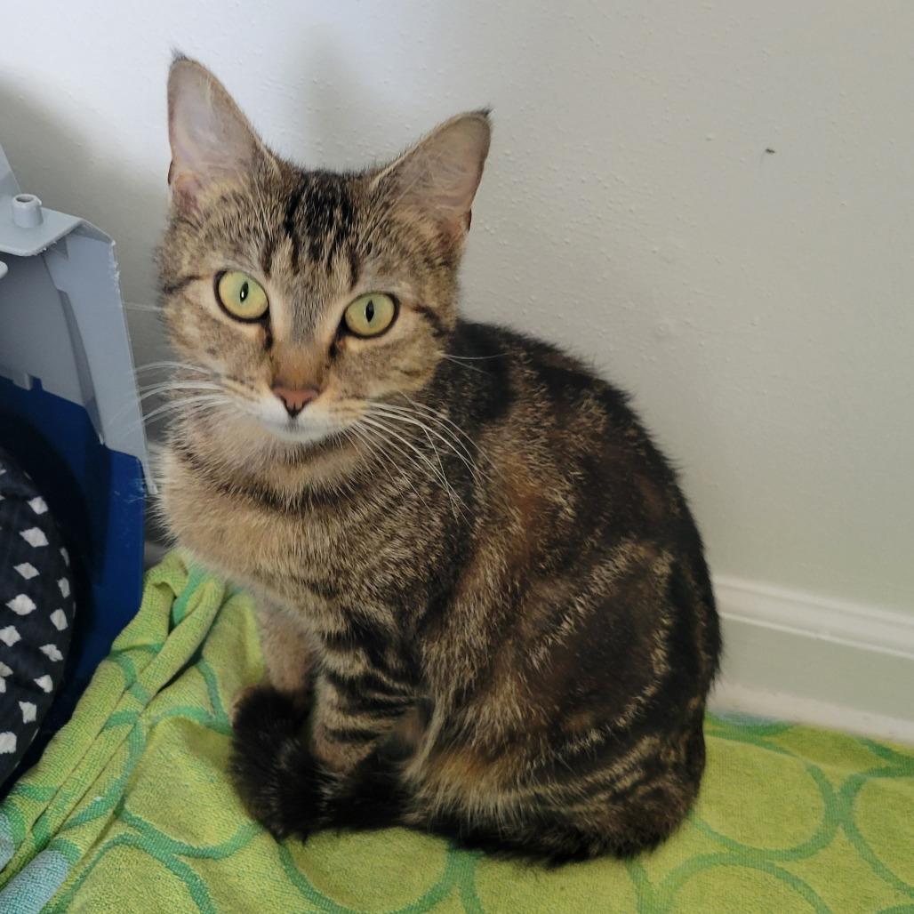 Relm, Adoptable, Adult Female Domestic Short Hair.