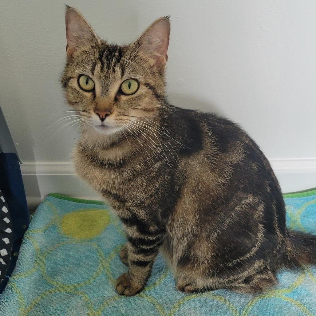 Relm, a Adoptable Domestic Short Hair in Redmond, WA image 2/3