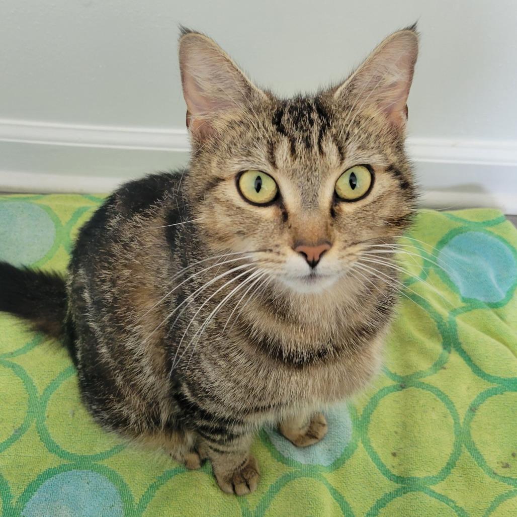 Relm, a Adoptable Domestic Short Hair in Redmond, WA image 3/3
