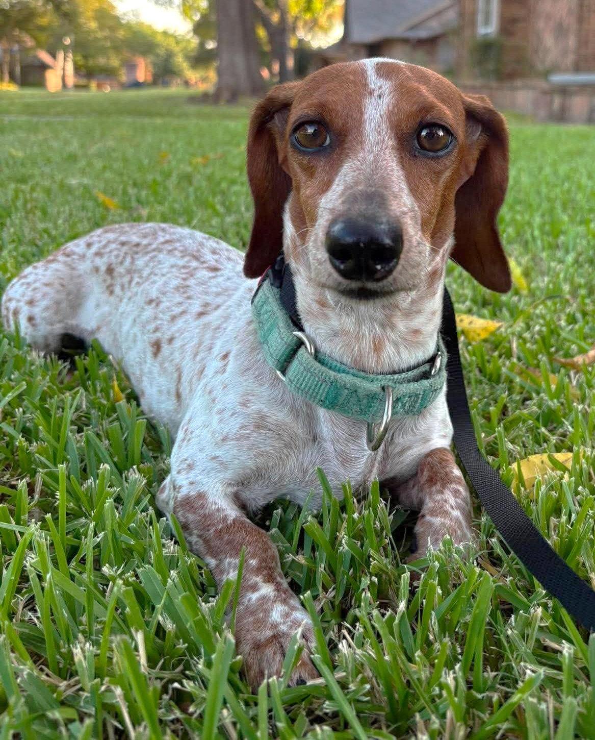 Enlarge Vera's Skye, a Adoptable Dachshund in Boonton, NJ image 1/3