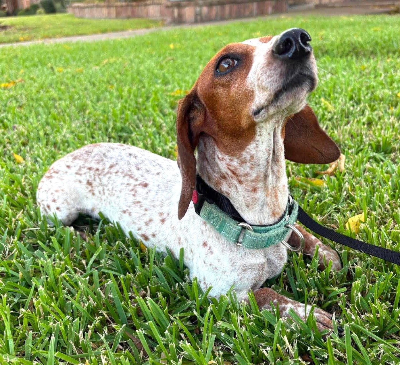 Enlarge Vera's Skye, a Adoptable Dachshund in Boonton, NJ image 2/3