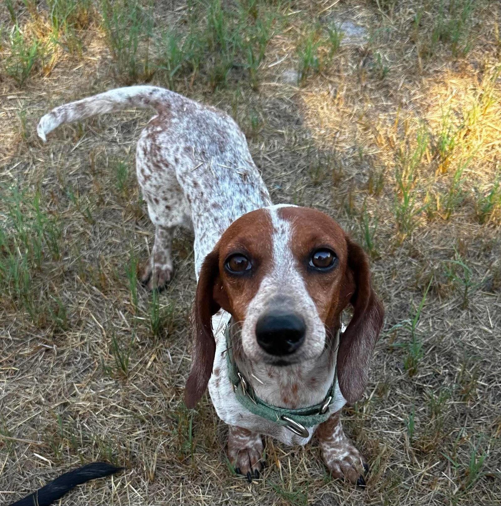 Enlarge Vera's Skye, a Adoptable Dachshund in Boonton, NJ image 3/3