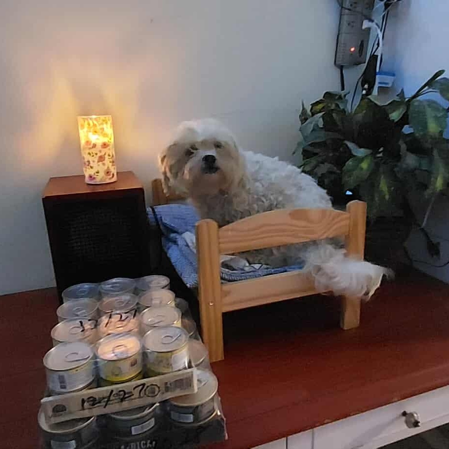 Enlarge Dino Wigglebuttino, a Adoptable Maltipoo in Rockvale, TN image 1/1