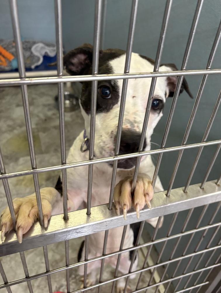 ALLIE, a Adoptable Pit Bull Terrier in Rochester, IN image 1/5