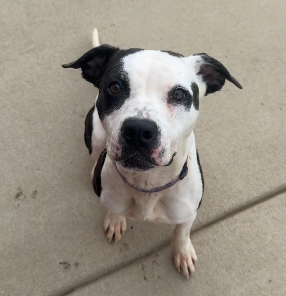 ALLIE, a Adoptable Pit Bull Terrier in Rochester, IN image 3/5