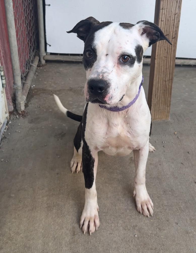 ALLIE, a Adoptable Pit Bull Terrier in Rochester, IN image 4/5