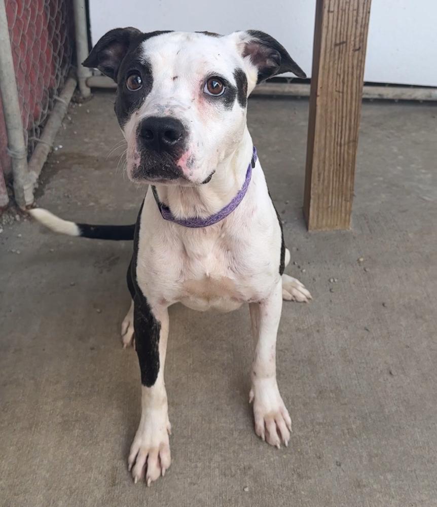 ALLIE, a Adoptable Pit Bull Terrier in Rochester, IN image 5/5