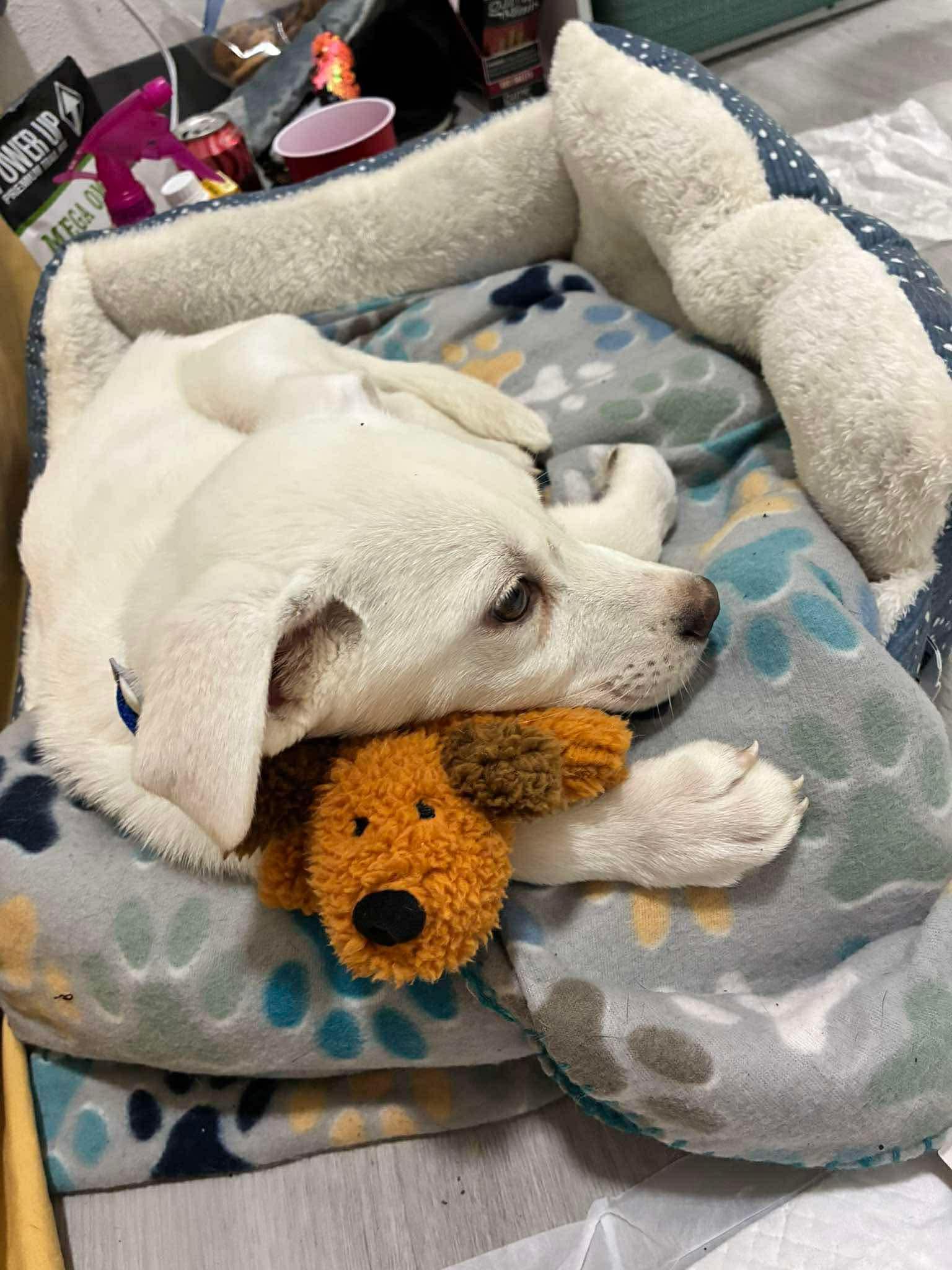 Enlarge Gojo, an adopted mixed breed in Brattleboro , VT image 5/6