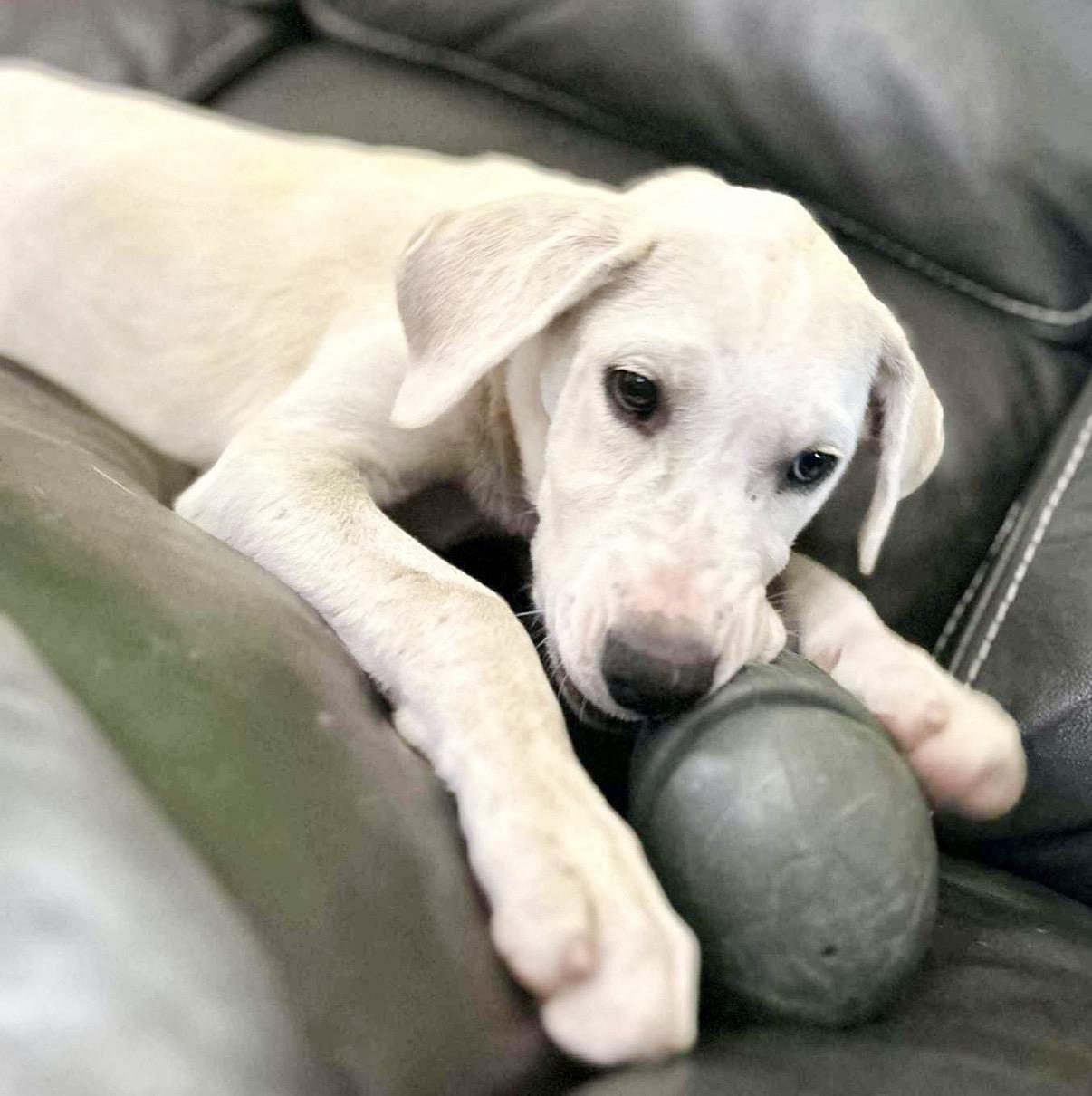 Enlarge Gojo, an adopted mixed breed in Brattleboro , VT image 6/6