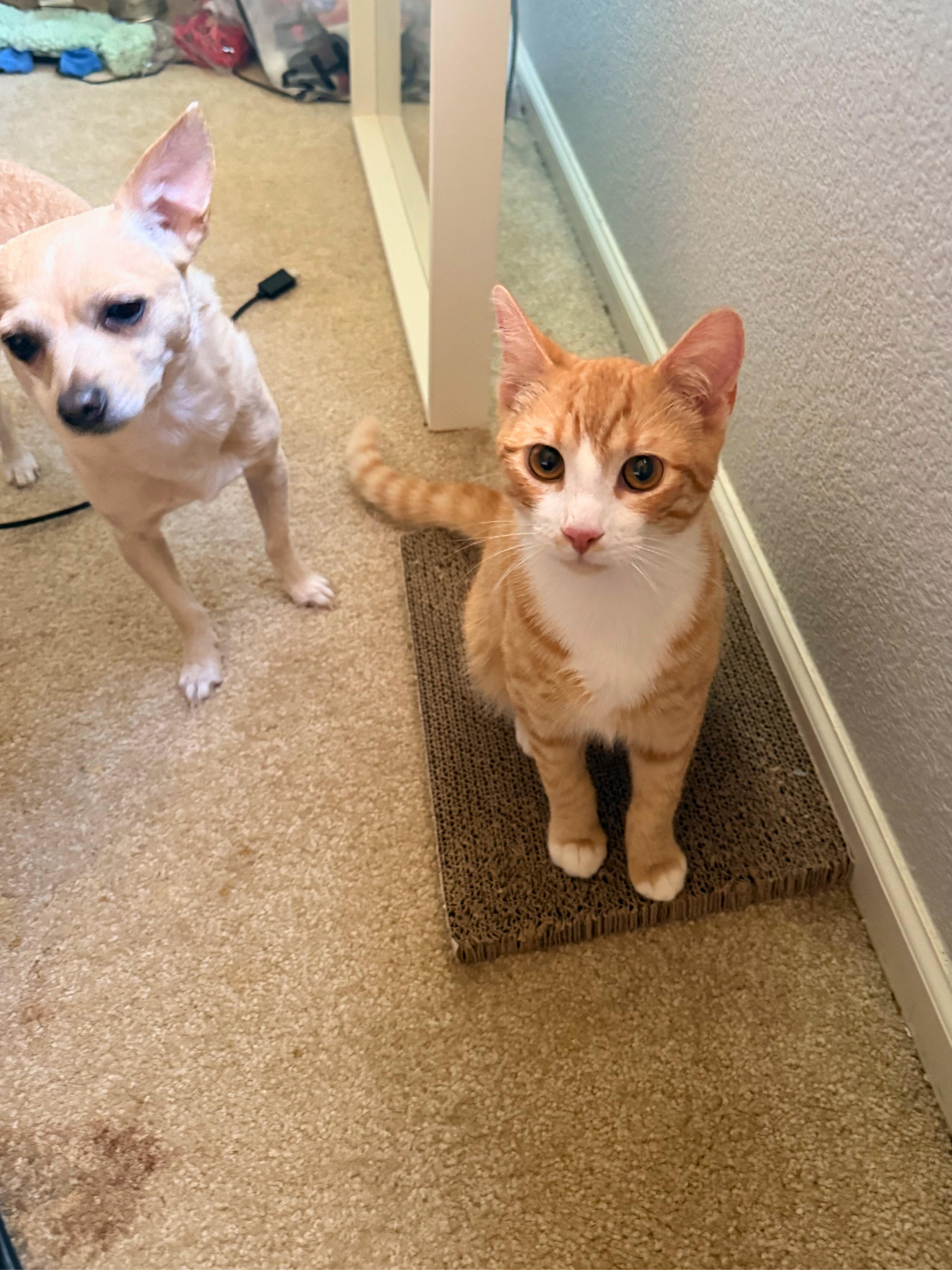 Enlarge Maren, an adopted Domestic Short Hair in Elk Grove, CA image 1/1